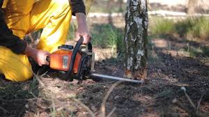 Best Tree Planting Services  in South Venice, FL